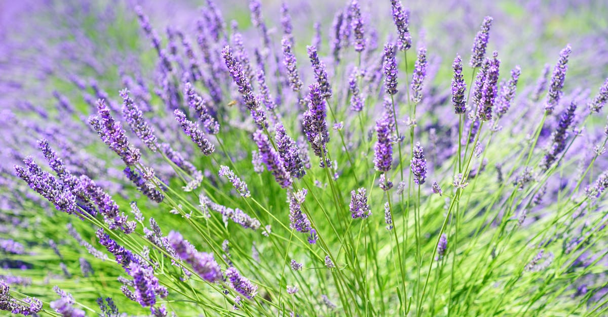 What are examples of homeopathy?